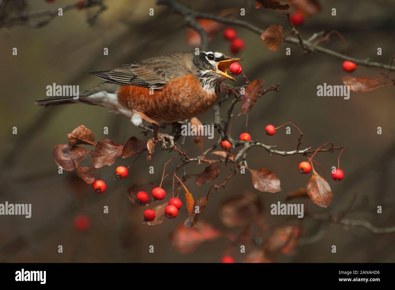 American robin feeding on crab apple berries in autumn Stock Photo