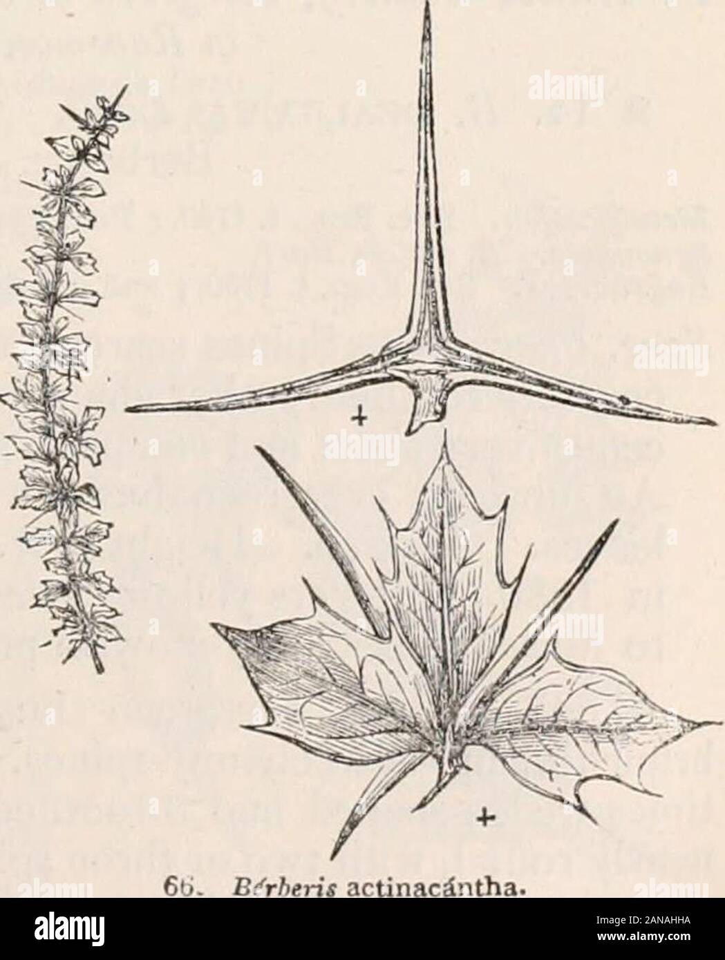 Trees and shrubs; an abridgment of the Arboretum et fruticetum britannicum: containing the hardy trees and shrubs of Britain, native and foreign, scientifically and popularly described; with their propagation, culture and uses and engravings of nearly all the species . Berbens Auxifolia.. Bfyheris actinacintha. 48 ARBORETUM ET FRUTICETUM BRITANNICUM, 12. B. heterophylla Jus. The various-leaved Berberr} Dons Stock Photo