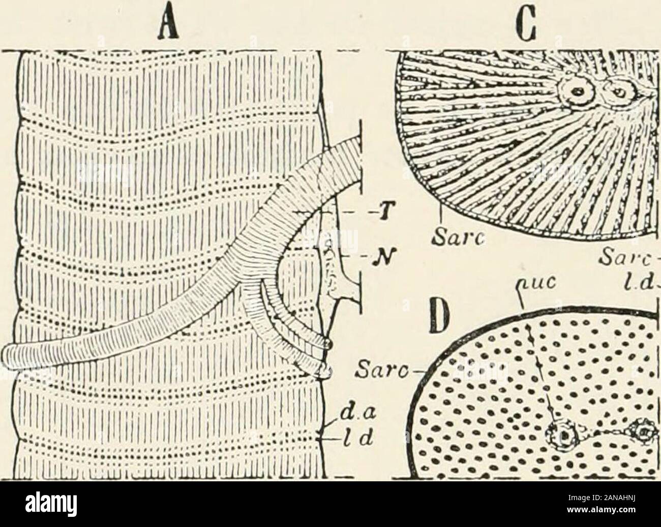 Sterna Insects A text-book of entomology, including the anatomy, physiology ...