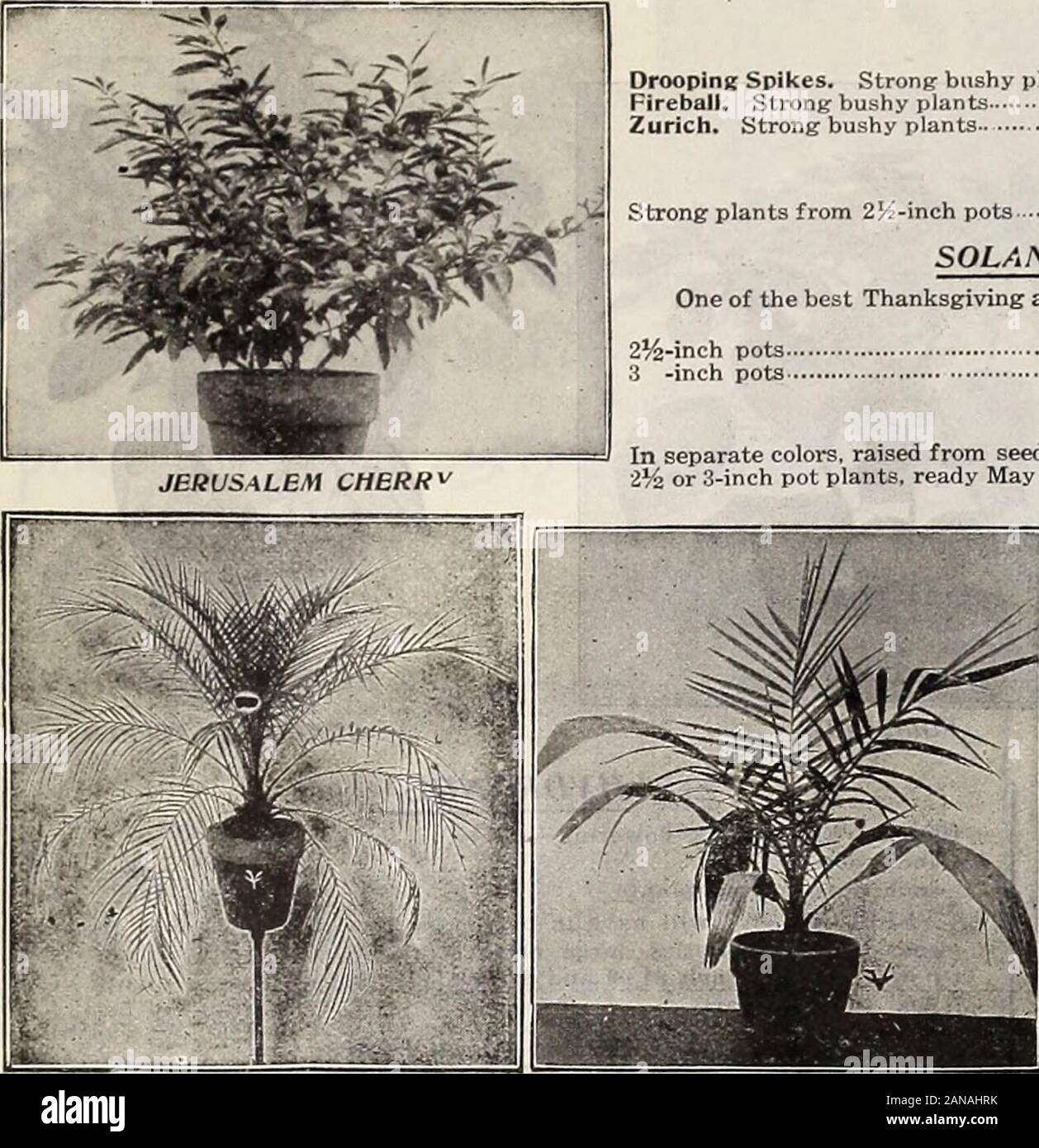 Vaughan S Book For Florists Rs Are Large In Size Very Double Color Purewhite Without Markings Of Any Kind Finest Double Sorts Propagated From Cuttings And Not Seed Lings Pink Variegated And White