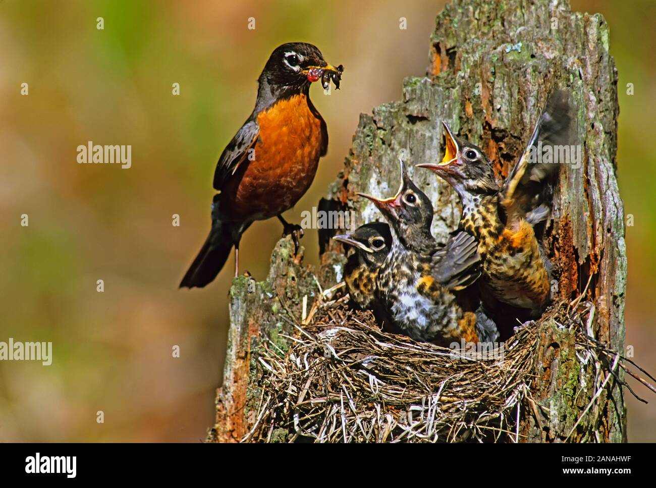 An American robin feeding chicks at nest Stock Photo