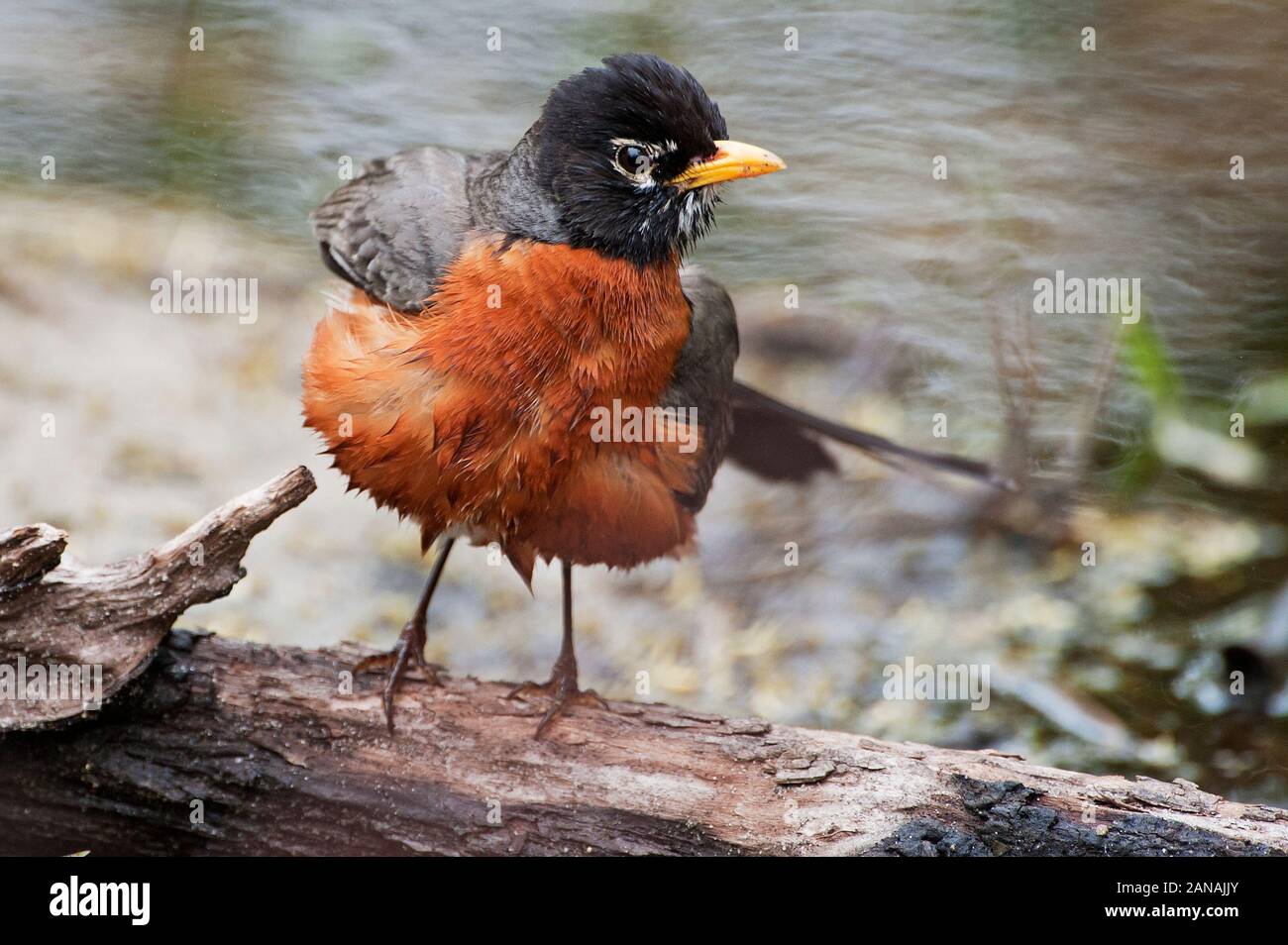 American robin Stock Photo