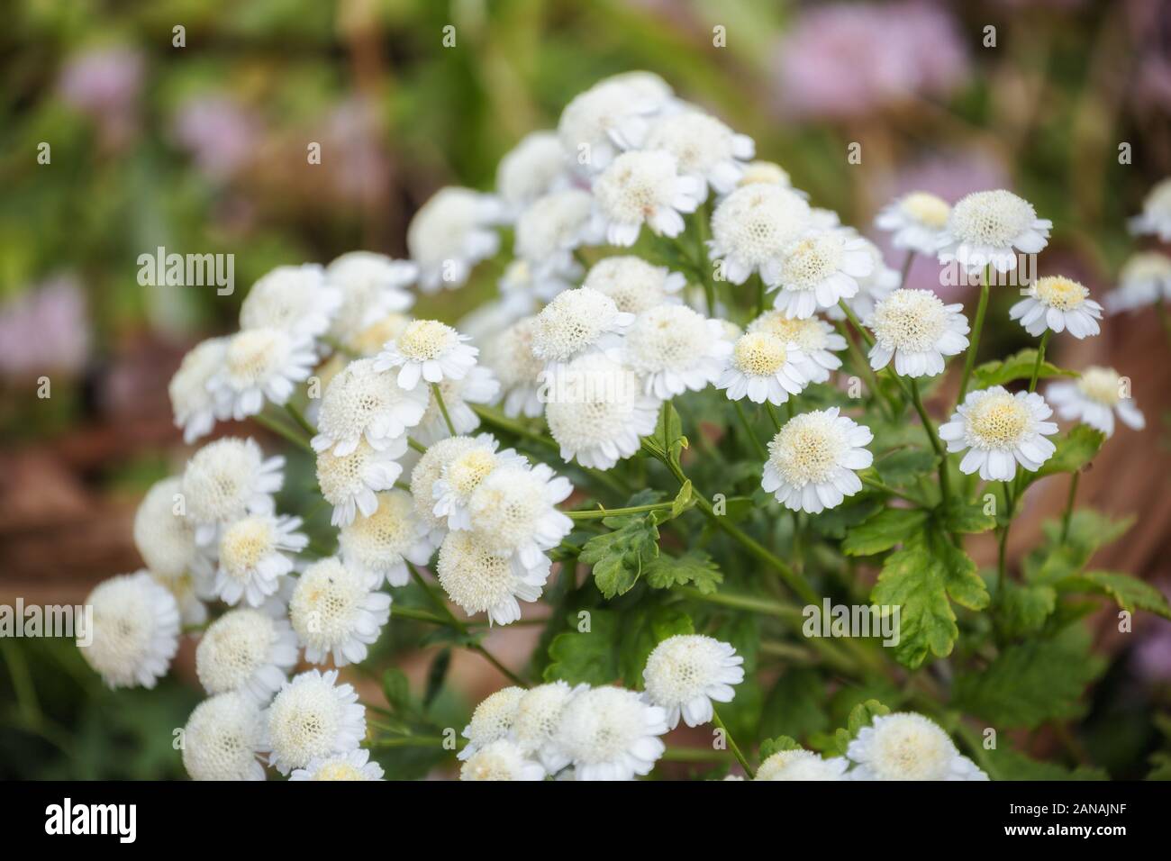 Feverfew (Pyrethrum or Tanacetum parthenium), garden variety with white flowers Stock Photo