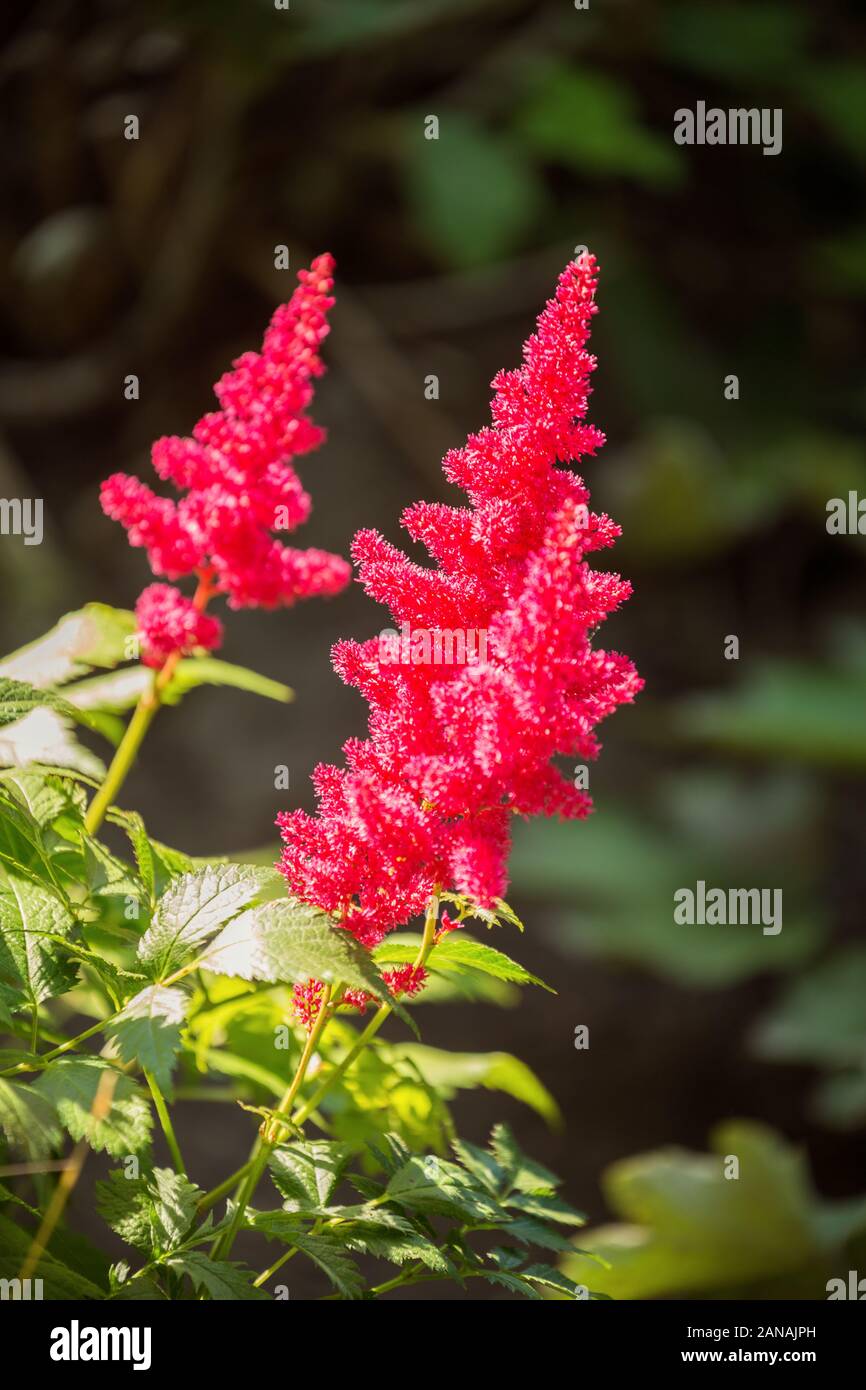 Flowers bright red astilbe. Astilbe panicle inflorescences on a dark  background close-up Stock Photo - Alamy