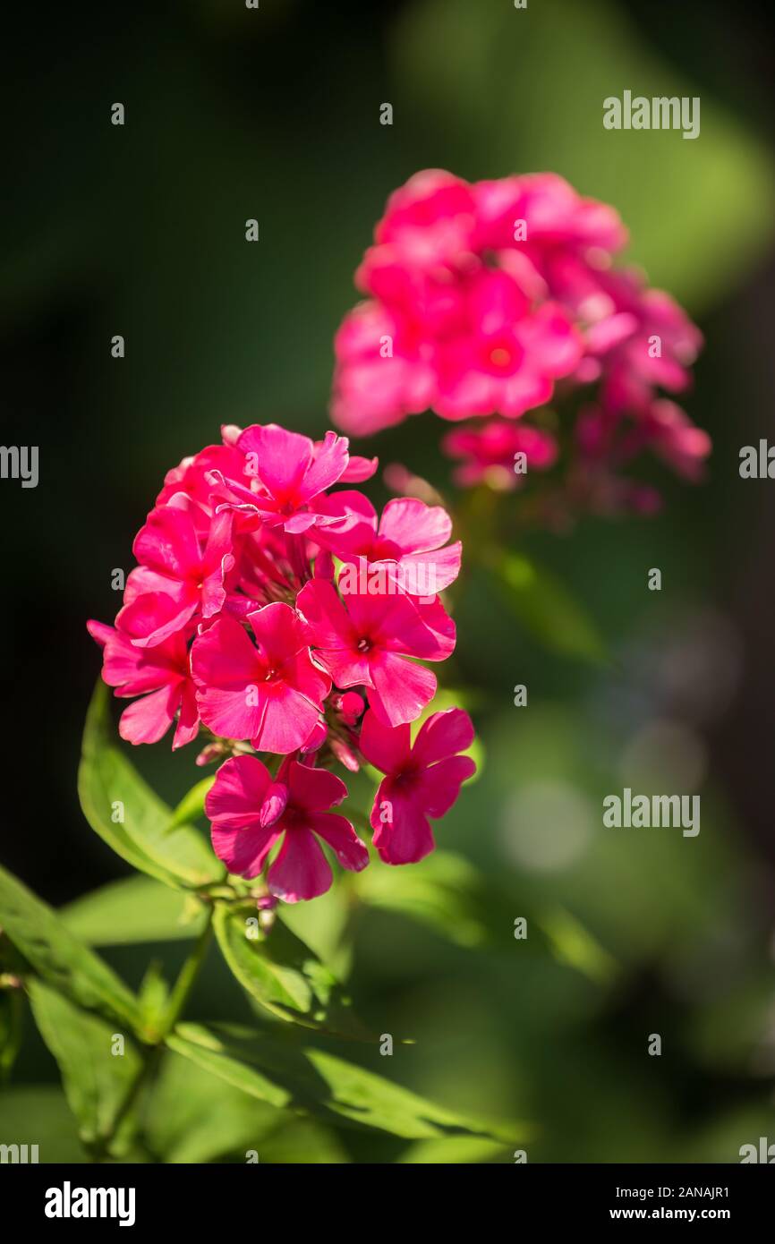 Blooming phlox (Phlox paniculata, fall phlox, garden phlox, perennial phlox or summer phlox). Bright pink flowers close-up on a dark background Stock Photo