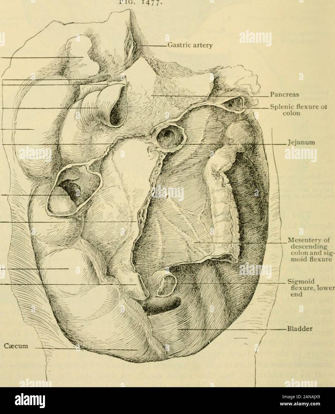 Human anatomy, including structure and development and practical considerations . ent shows that this is a departure from the original condition, in which the 1752 I UMAX ANATOMY. attachment of this mesentery was exceedinj^ly short, merely broad enough to containthe superior mesenteric artery. Tlie so-called pi-niiamnl tncsinlcrv is caused by thefalliiii,^ over to the rij,du of the fold of mesentery for the ascending colon, twisting themembrane, and the downward grcnvth of that part of the gut which brings theCiecum down from under the liver to the right iliac fossa. The twist liaving occurred Stock Photo