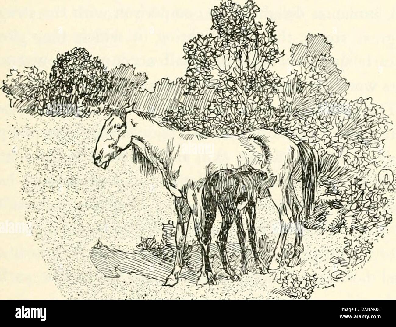 Boy life on the prairie . The Battle of the Bulls 305 Suddenly changing the pressure of his knees, the ex-ultant lad let the rein fall, and leaning forward shoutedinto the ear of his roan, whose head, hitherto held high,straightened and seemed to reach beyond the flying mare— she fell behind and wheeled —she was beaten ! AndLincoln joined in the exultant whoop of his hero.. But while the boys were glad to turn and recovertheir breath, the tireless mare lead the drove in wideevolutions, wheeling and charging, trotting and gallop-ing, always on the outside track, as if to show thatwhile Ladrone Stock Photo