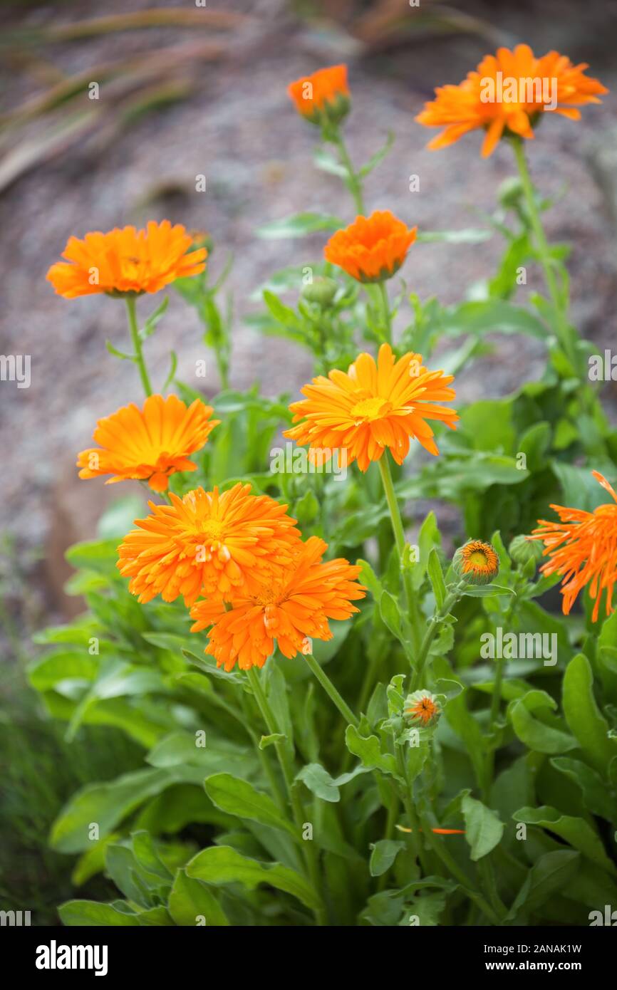 Orange Marigold Flowers (Calendula officinalis, pot marigold, ruddles) Stock Photo