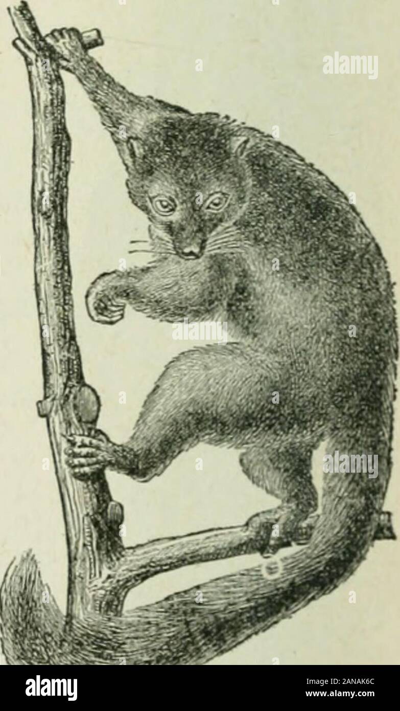 Beginners' zoology . Fig. 401. —Sacred Monki:v of India {^eiimopit/ucus e/Uellus). x A. Monkeys, Apes, and Man.— Study the figures (399, 400);compare apes and man and ex-plain each of the differences inthe following list: (i) feet, threedifferences; (2)arms; (3)braincase; (4) jaws; (5) canineteeth ; (6) backbone ; (7) dis-tance between the eyes. A Jtand, unlike a foot, hasone of the digits, called athumb, placed opposite theother four digits that it may beused in grasping. Two-handedman and four-handed apes and  ;,;. monkeys are usually placed in ii&lt;.402.-one order, the Frwiaies, or claw?. Stock Photo