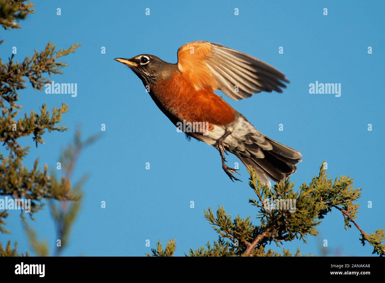 American robin flight Stock Photo Alamy