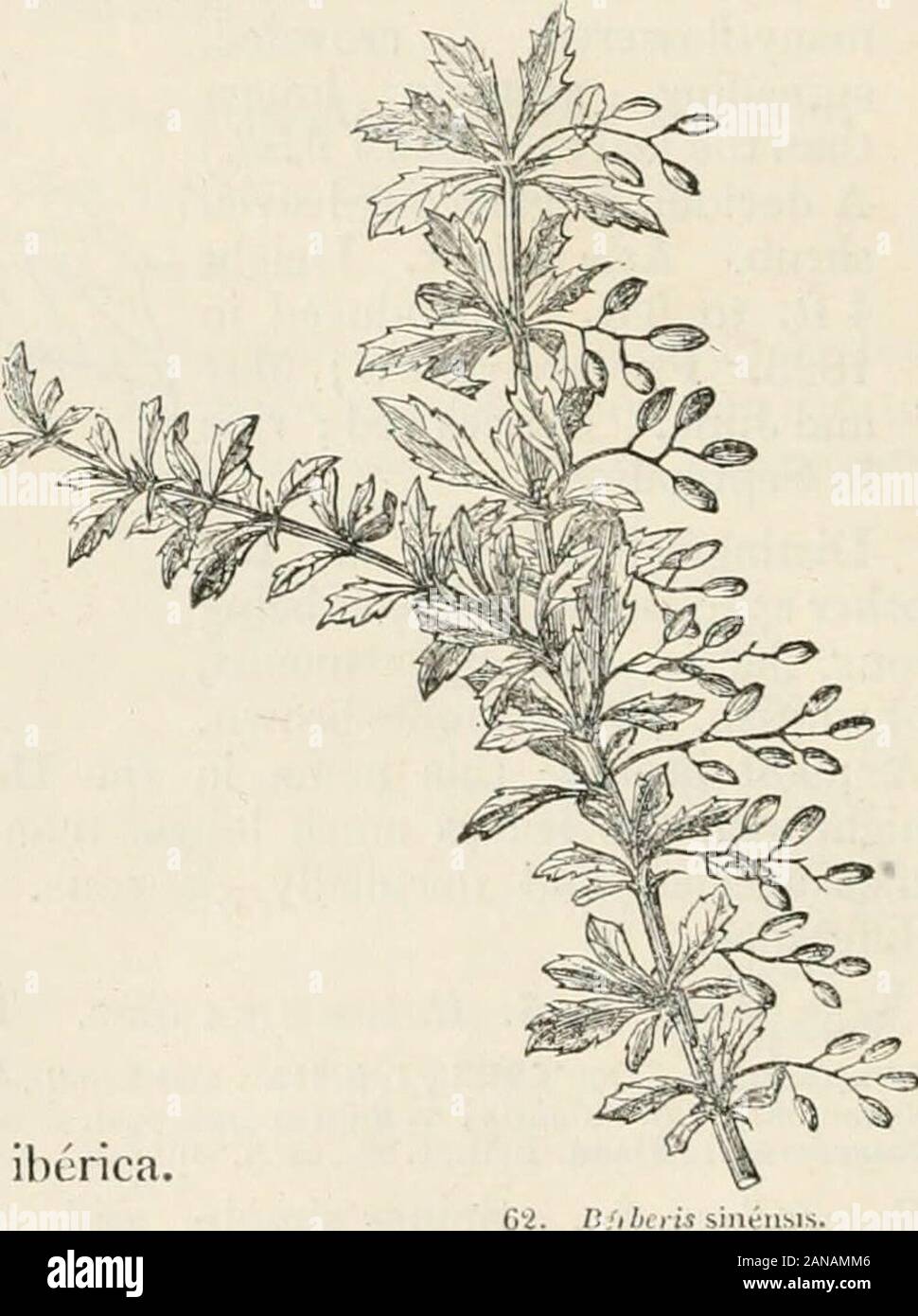 Trees and shrubs; an abridgment of the Arboretum et fruticetum britannicum: containing the hardy trees and shrubs of Britain, native and foreign, scientifically and popularly described; with their propagation, culture and uses and engravings of nearly all the species . 61. E. (v.) ca ad/nsis. llUbtiris sinellMS. Stock Photo