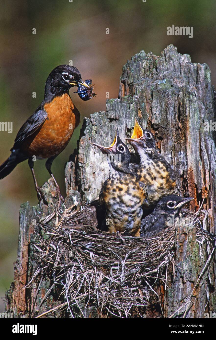 An American robin feeding young chicks at nest Stock Photo