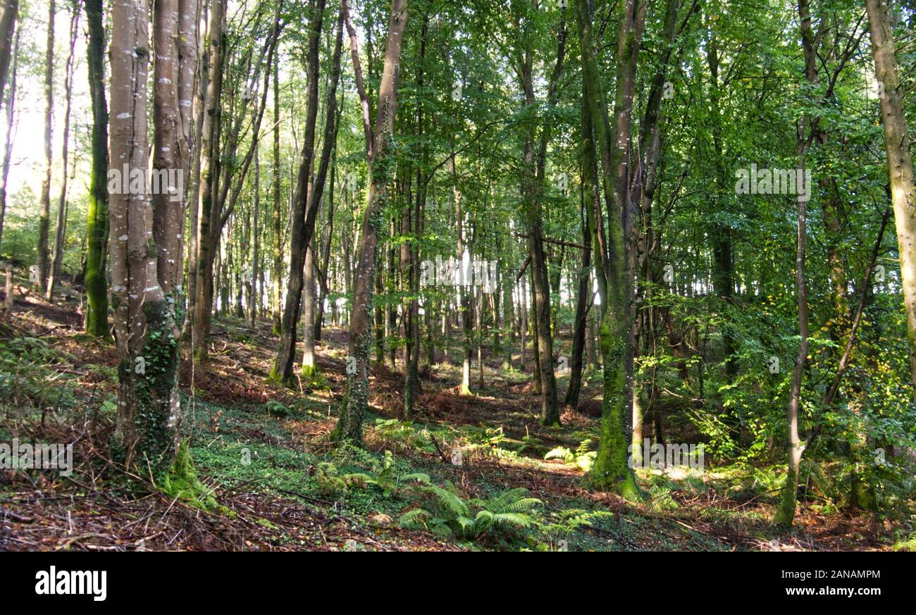 Sunlight in early autumn forest hi-res stock photography and images - Alamy