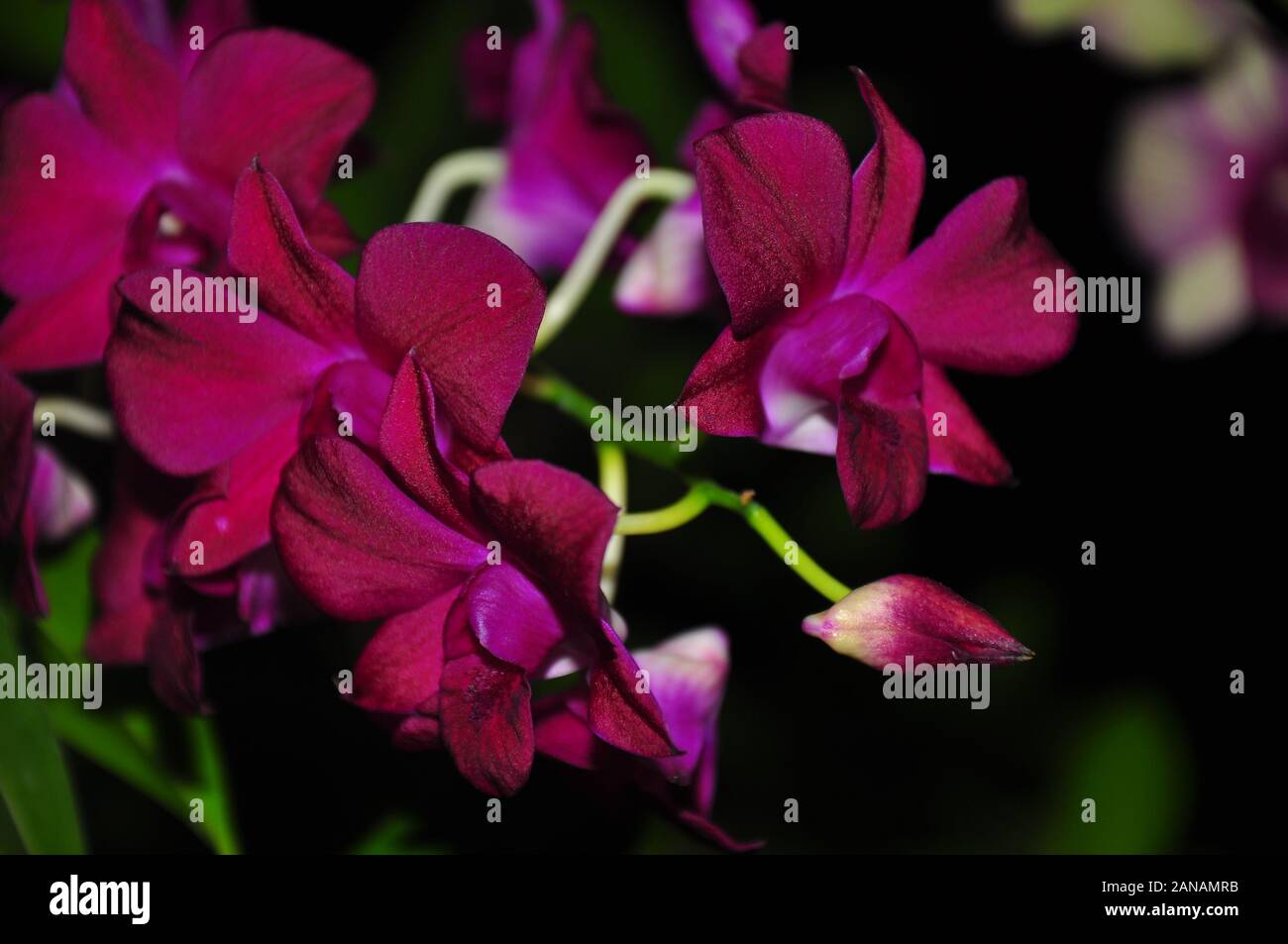 Beautiful exotic orchids hi-res stock photography and images - Alamy