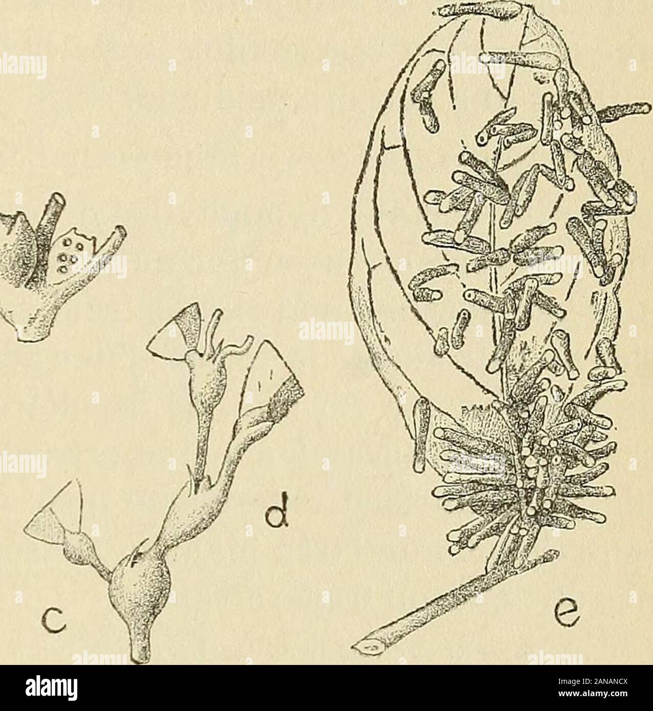 Les zoocécidies des plantes d'Afrique, d'Asie et d'Océanie : description des galles, illustration, bibliographie détaillée, répartition géographique, index bibliographique . b a c # ^^ e Galles des Antidesma Fig. 956(a). . Antidesma laciniatum :/nsec/e (n 1626) Dap. nat. Fig. 907(6). . Antidesma Bunius : Cec(V/o/n;/iV/e (n 1622) Im. Docters-R. Fie;. g58,r)5g (c,f/) . Antidesma montanum : 6Vc/f/onîyjV7e Cn» 1628) Im. Docters-R. Fii^. f)0o (f). . Antidesma montanum : 6ec;c?omf/«V/e (n» long) Im. Docters-R. AndtlcsBBia. ISranias Spreng. Ac.bg.— Bourgeon axillaire renflé en une masse compacte, ir Stock Photo