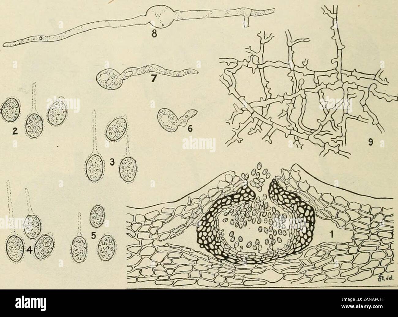 A text-book of mycology and plant pathology . spores are small, egg-shaped orelongated, unseptate and in color pale green, or hyaline, produced inpycnidia. The most important species of this genus are Phyllostictaampelopsidis on the Virginia creeper {Ampelopsis); catalpa on catalpaleaves; labrusccB on the leaves of the grape; pavice on horse chest-nut leaves (Fig. 102); Phyllosticta solitaria E. and E. (Figs. 103 and104) is the cause of apple blotch, and vtolce on violets. The conidio- 262 MYCOL(3GY spores in Phoma are colorless and unicellular. The pycnidia areblack with a terminal pore and d Stock Photo