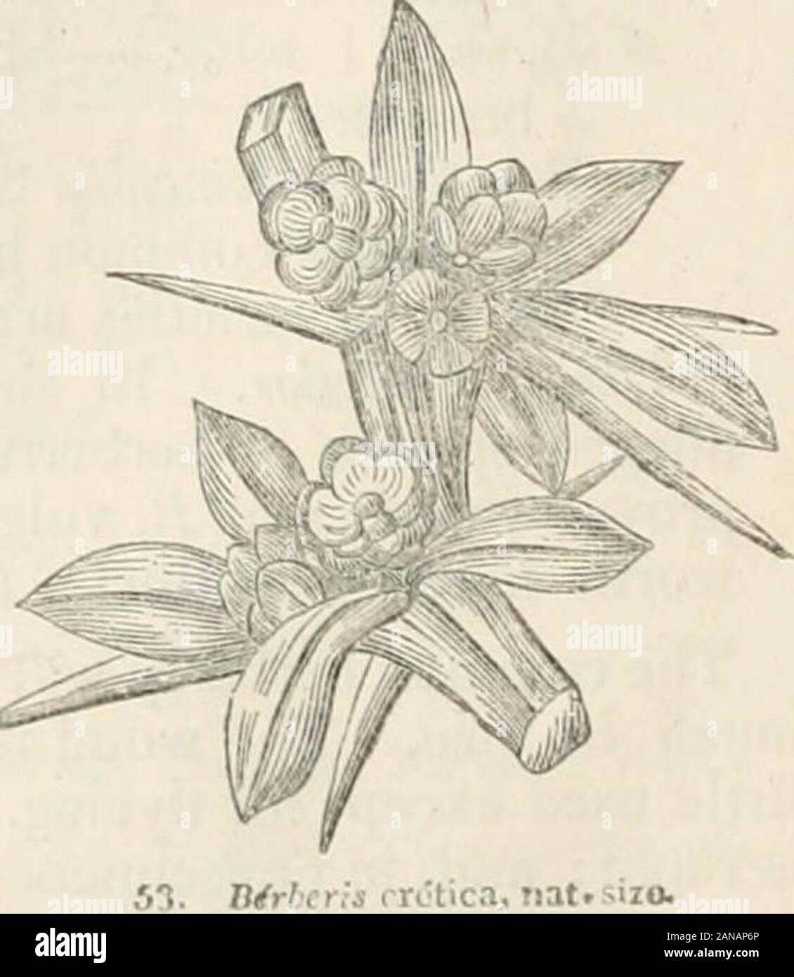 Trees and shrubs; an abridgment of the Arboretum et fruticetum britannicum: containing the hardy trees and shrubs of Britain, native and foreign, scientifically and popularly described; with their propagation, culture and uses and engravings of nearly all the species . B^.-bens cuStiji. Birberis rretica, Tiat.sizo. VI. BERBERA^CEJE : BERBERIS. 45 Stock Photo