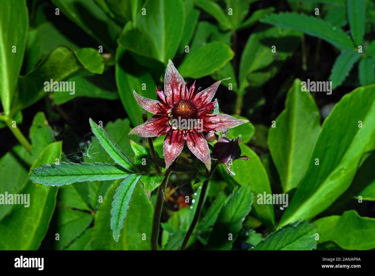 Comarum palustre (marsh cinquefoil) has a circumboreal distribution, occurring throughout North America, Europe, and Asia in water body margins. Stock Photo