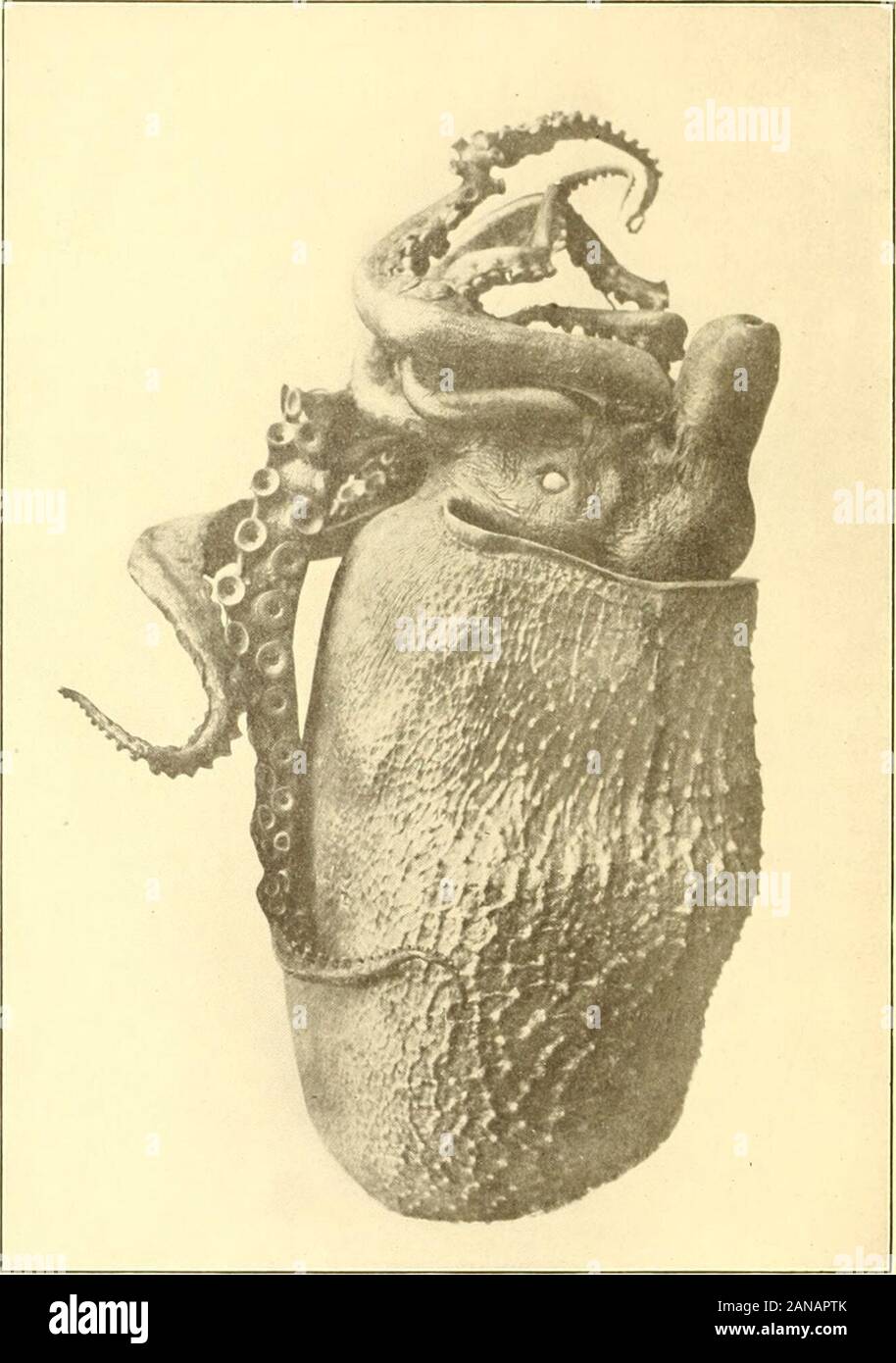 Journal of entomology and zoology . ame animal, lies in a paragraph by thelate Dr. C. F. Holder with regard to a specimen obtained by himat Avalon fScientific American, October 16, 1909, p. 283). Hewrote: It Is given in all the textbooks, T believe, that the male of theargonaut Is a minute animal hardly an Inch long. This cannot beso In all species. I have a male which has a radiant spread of eightor nine inches, and Is as large as the female. . The maleof this species Is large, and might readily be taken for an octopus,having its habits. As a male Argonatita answering such a description as th Stock Photo