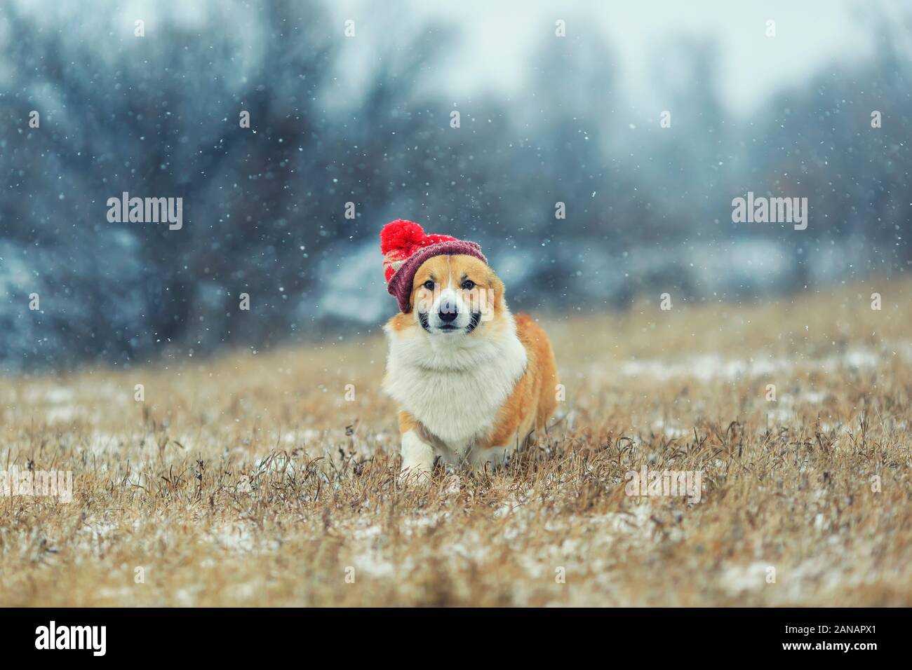 Cute Puppy Red Dog Corgi Walk On Paul In A Winter Day In A Funny Red Knitted Hat During A Snowfall Stock Photo Alamy