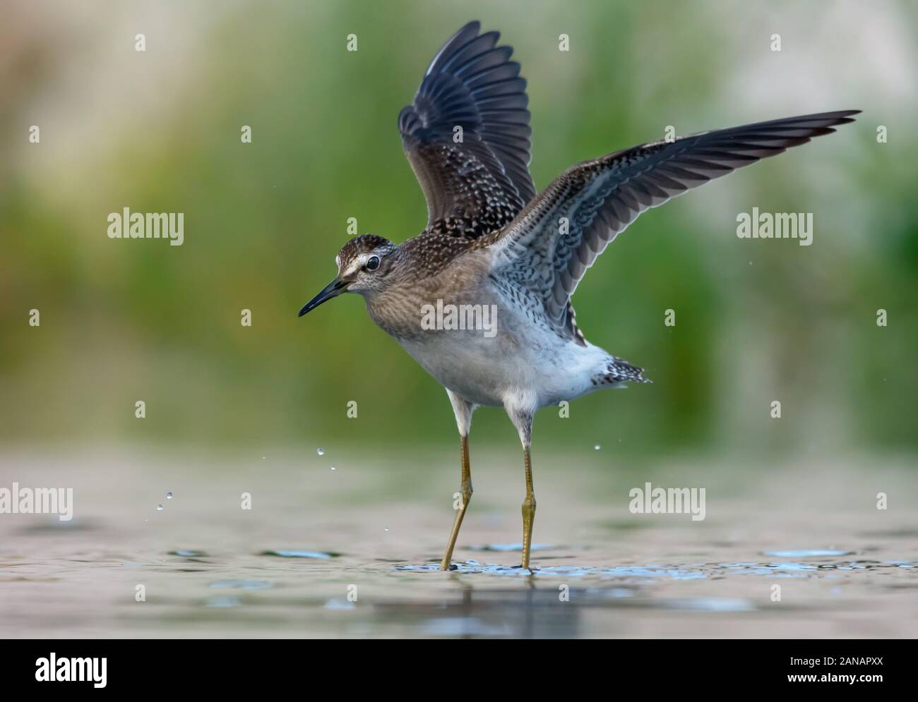 Wood Sandpiper flies over water surface with risen wings and hanging legs Stock Photo