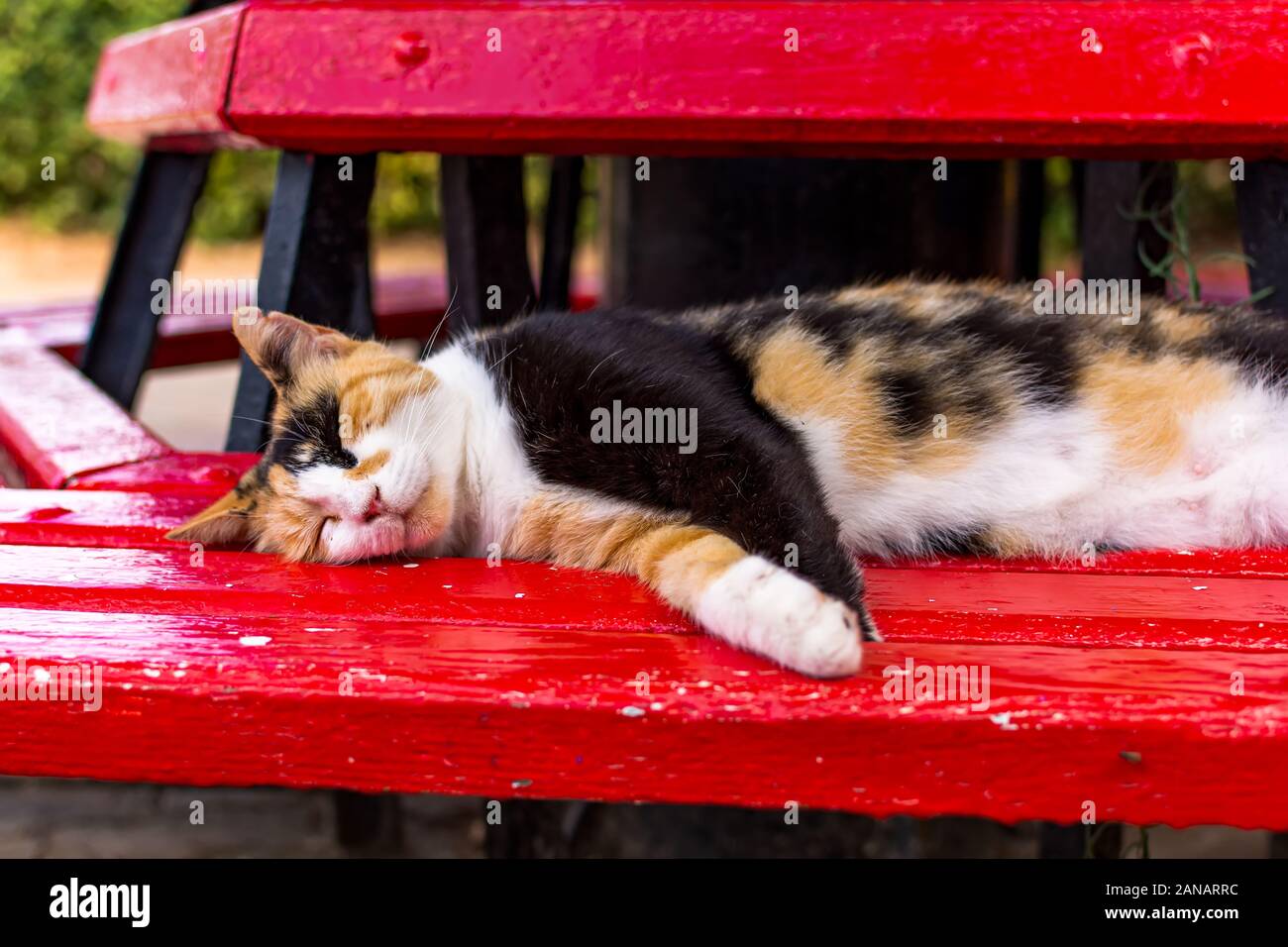 Cats of Malta - stray calico cat sleeping on the red bench Stock Photo ...
