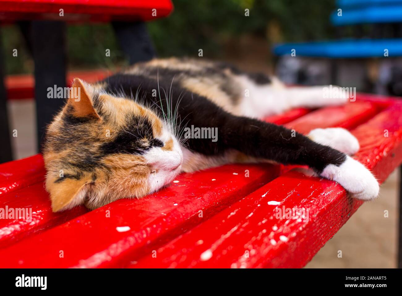 Cats of Malta - stray calico cat sleeping on the red bench Stock Photo ...