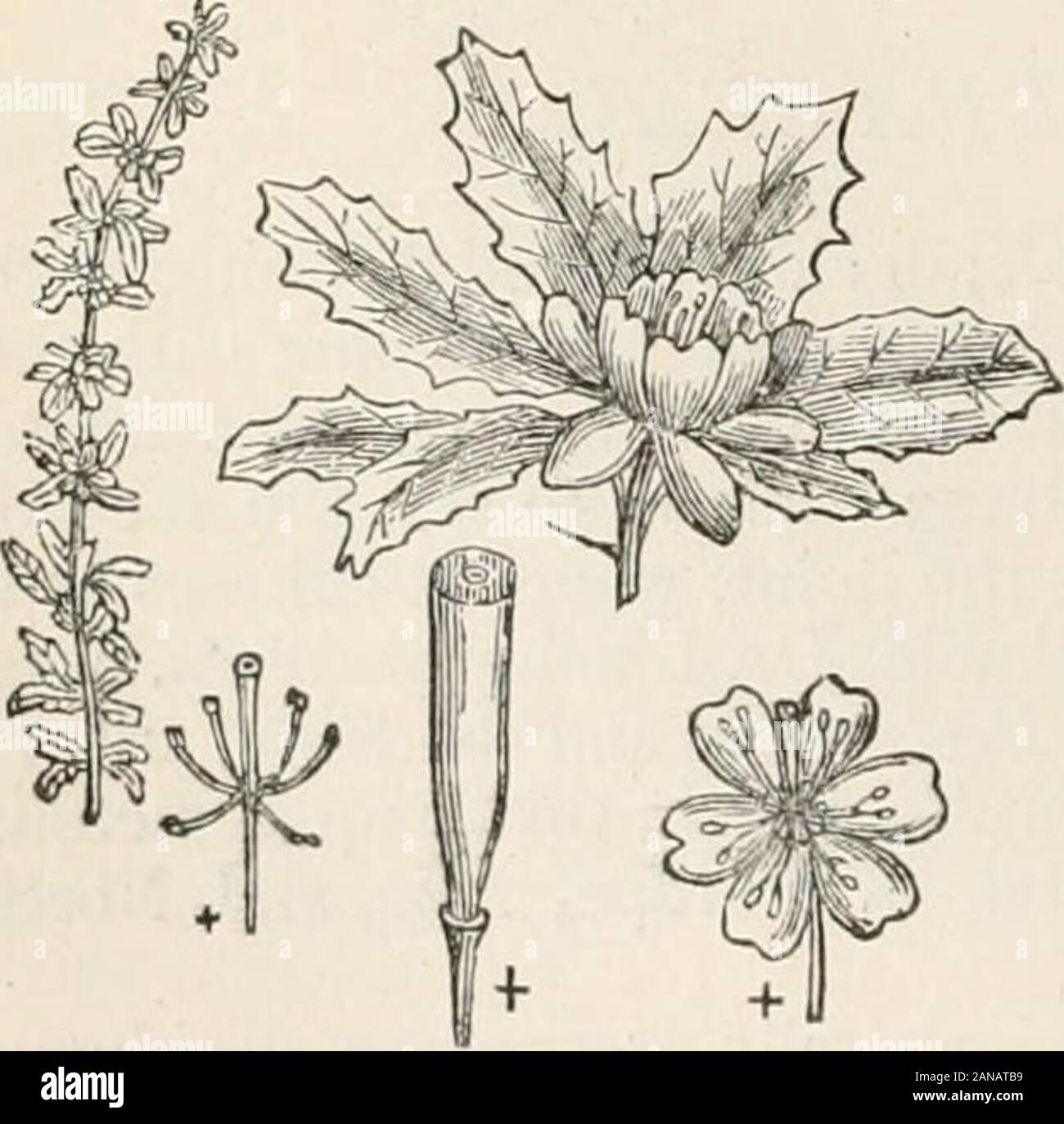 Trees and shrubs; an abridgment of the Arboretum et fruticetum britannicum: containing the hardy trees and shrubs of Britain, native and foreign, scientifically and popularly described; with their propagation, culture and uses and engravings of nearly all the species . nativesof Europe, North America, and Asia ; characterised in a general view bybeing crowded with suckers, and having axillary tufts of leaves and sjnnes. The species are all readily propagated by seeds which most of them ripenin England ; and also by side suckers and root suckers, which almost all ofthem throw up in abundance. A Stock Photo