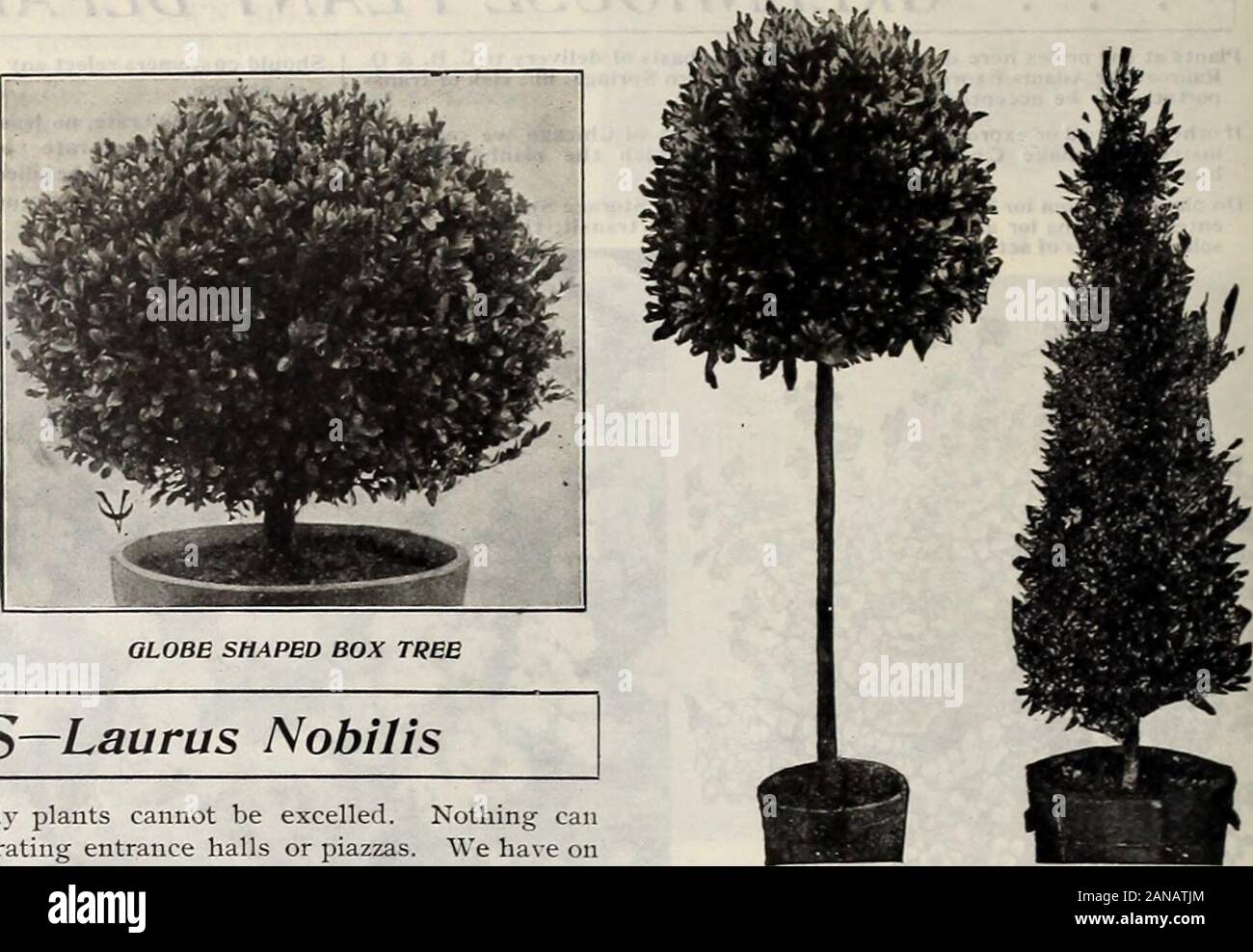 Vaughan's book for florists . STANDARD BOX TREE. BA Y TREES—Laurus Nobilis For decorative purposes these stately plants cannot be excelled. Nothing canapproach them as effective plants for decorating entrance halls or piazzas. We have onhand at all times a large stock of fine plants grown in standard and pyramidal form. STANDARD or TREE SHAPED BAYS— (See cut) Stems Crowns Each 38-40 in 22- 42-46 in 45-48 in 45-48 in 45- 48 in 46- 54 in 46-54 in 24 in $ (S.50 24 in 6.75 26 in 7.50 28 in 8.00 30 in 10.00 34 in 12.00 40 in 15.00 Stems24-30 in. Each.$ 7.50 DWARF STANDARDS Crowns 24-26 in PYRAMIDAL Stock Photo