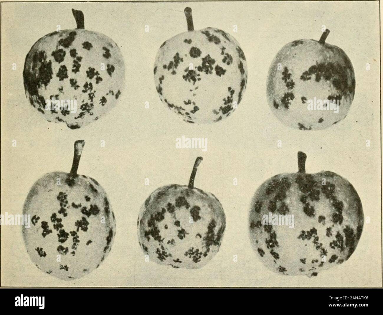 A text-book of mycology and plant pathology . e saprophytes, useful in the destruction of dead plantparts. Many are parasites and produce dangerous diseases in culti-vated plants. A. Conidia in pycnidia, or chamber-like hollows. I. SPH/EROPSI-DALES. B. Conidia in conidial layer formed ultimately wholly free. II.MELANCONIALES. C. Conidia on conidiophores. Single or in coremia. III. HYPHO-MYCETALES. I. SPH^ROPSIDALES.—The conidia are formed in pycnidia.The receptacles are closed or open l)y a pore, or by a slit suggesting FUNGI IMiERFECTI (dEUTEROMYCETES) 261 groups of ASCOMYCETALES. Four famili Stock Photo