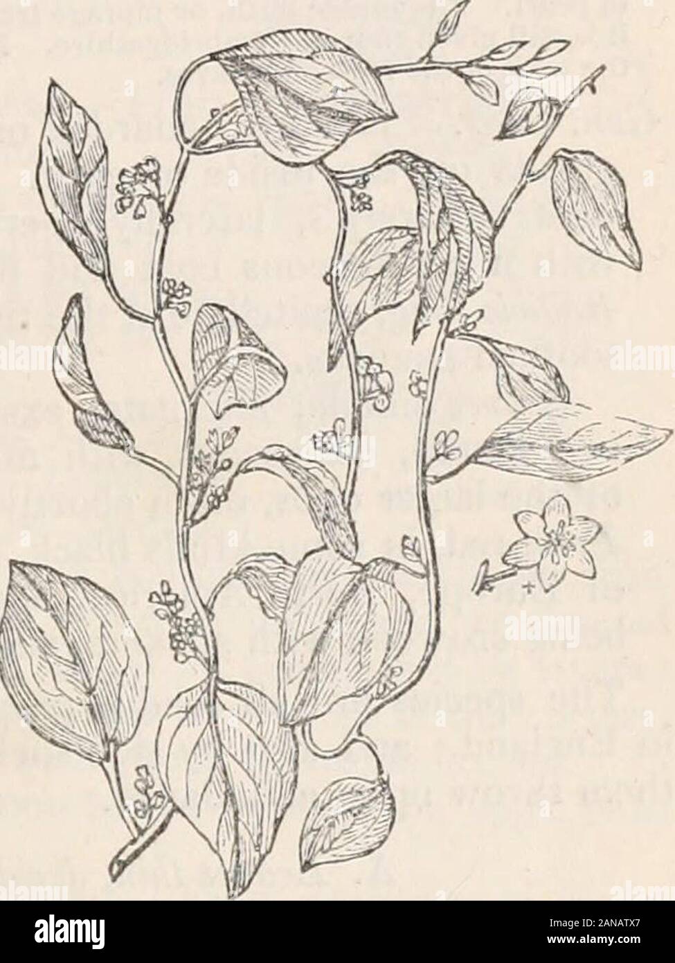 Trees and shrubs; an abridgment of the Arboretum et fruticetum britannicum: containing the hardy trees and shrubs of Britain, native and foreign, scientifically and popularly described; with their propagation, culture and uses and engravings of nearly all the species . re as Menispermum. S 1. CoccuLUS CAROLiuus Dec. The Carohna Cocculus. Identification. Dec. Prod., 1. p. 98. ;? Dons Mill., 1. Synonijmcs. Menispermum caroUnum Lin. Wend- landmpopulifdlia fra/rf., Pursh, atA Dill.; AndrO- philax sc&ndens Waull. % Baumg&rt^a scandens Moench; IVKnisperme de la Caroline, Fr.; Caroli- nischer Monds Stock Photo