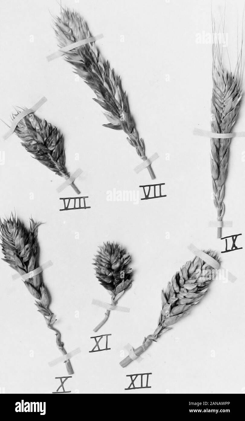 Hybridizing wheat and emmer . Fig. 9. Heads of unclassified plants; I Wheat type; II Elnkorn type;III, IV, V; and VI Glut types. 24,. Fig. 10 Heads of imclassifled plants con-tinued: YII-X all qIvOd typesmost of which are sterile. Table III. 25. ronesParisPride EarlyArcadian RedHussar PrideofGenesee Total Black chaff 36 11 61 10 179 thite chaff 6 3 22 3 53 Bearded 15 5 25 13 87 Intermediate Bearded 16 5 37 0 90 Beardless 11 4 24 C 64 (Bearded Black r, 5 0 0 8 Emmer Bearded White -I 0 1 Type Beardless Black 00 c ,0 -ii- 0 Bear^Tless Tvhite X 0 Bearded Black 30 1 3 1 12 Spelt Bearded V/hite 1 0 Stock Photo