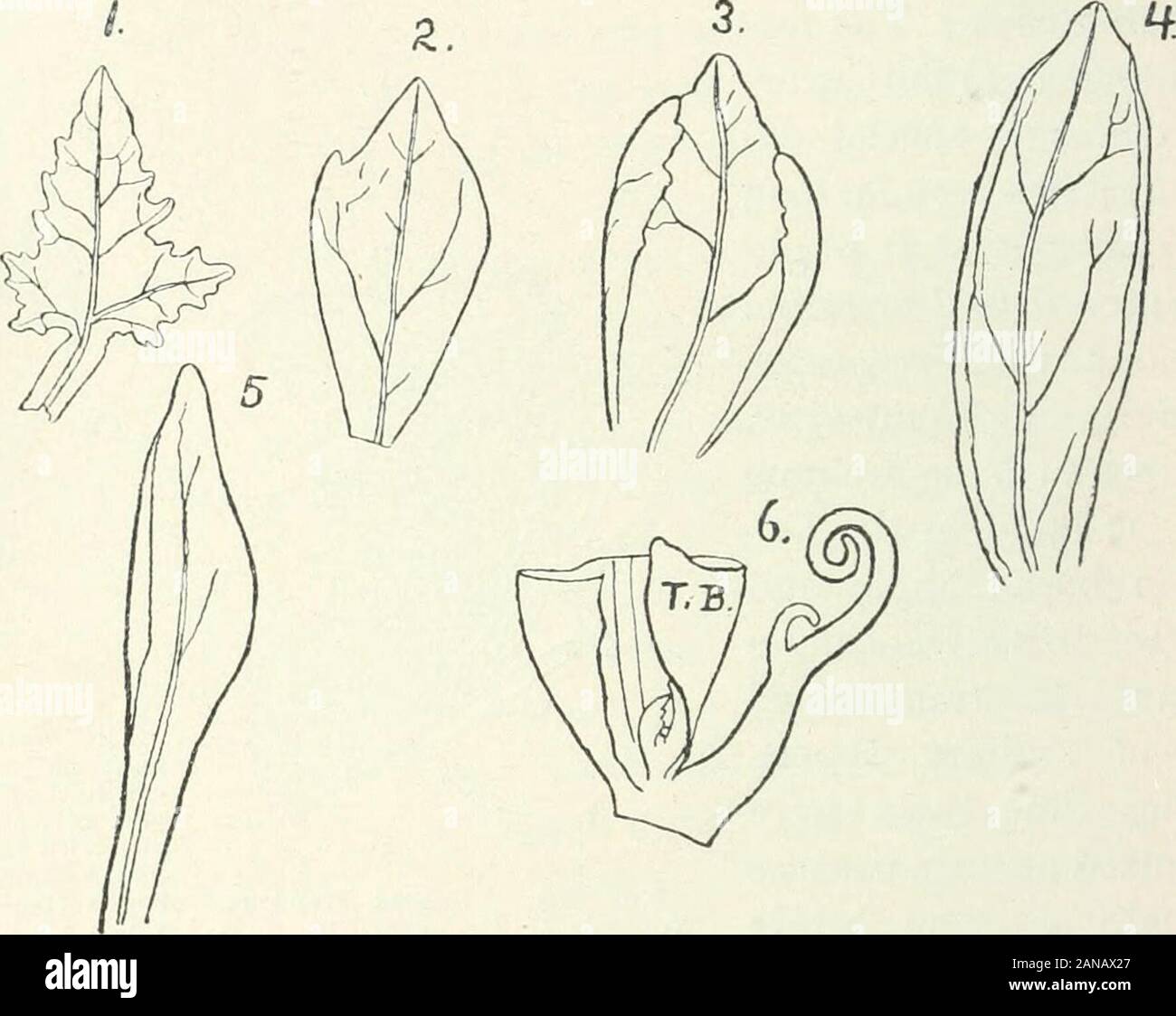 Organography of plants, especially of the archegoniatae and spermaphyta . inchen, 1S94. * See p. 3SS. * Nevertheless, erroneous statements are still repeated, for example by Lubbock, On Buds andStipules, London, 1899, p. 214. * I have found, not infrequently, two prophylls on the seedling-plants of Cyclanthera. 424 TRANSFORMED LEAVES Benincasa cerifera. If one follows the development of the embryo of Benin-casa, one sees on the first axillary shoots one or two, on subsequent ones always two,prophylls of which one is transformed into a tendril which is at first rudimentary ;occasionally this tr Stock Photo