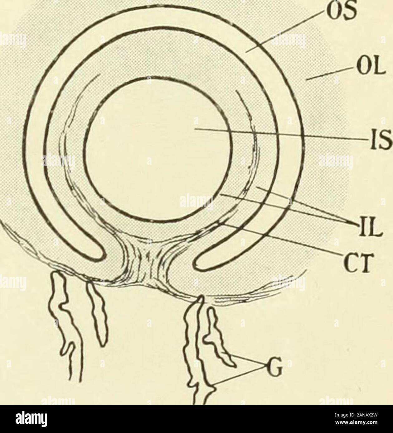 Fibroids and allied tumours (myoma and adenomyoma) : their pathology, clinical features and surgical treatment . Fig. 227.—Showing cliagraminatically the situation of a cystic adenomyoma in the sagittalplane of the fundus uteri as described in the text. (After Oskar Frankl, Archie filrGynak. Bd. xciii. Tafel xii.) 05 = outer cavity ; /S = inner space ; /L = inner lamina; 0L = outer lamina; Z, 7, /? 7= Fallopiantubes; /?/?Z,, Z,i?L = round ligaments ; CJ= connective-tissue septum ; G = glands in uterine muscle. anterior wall of the corpus uteri. The cyst was lined bymucosa. There were only a fe Stock Photo