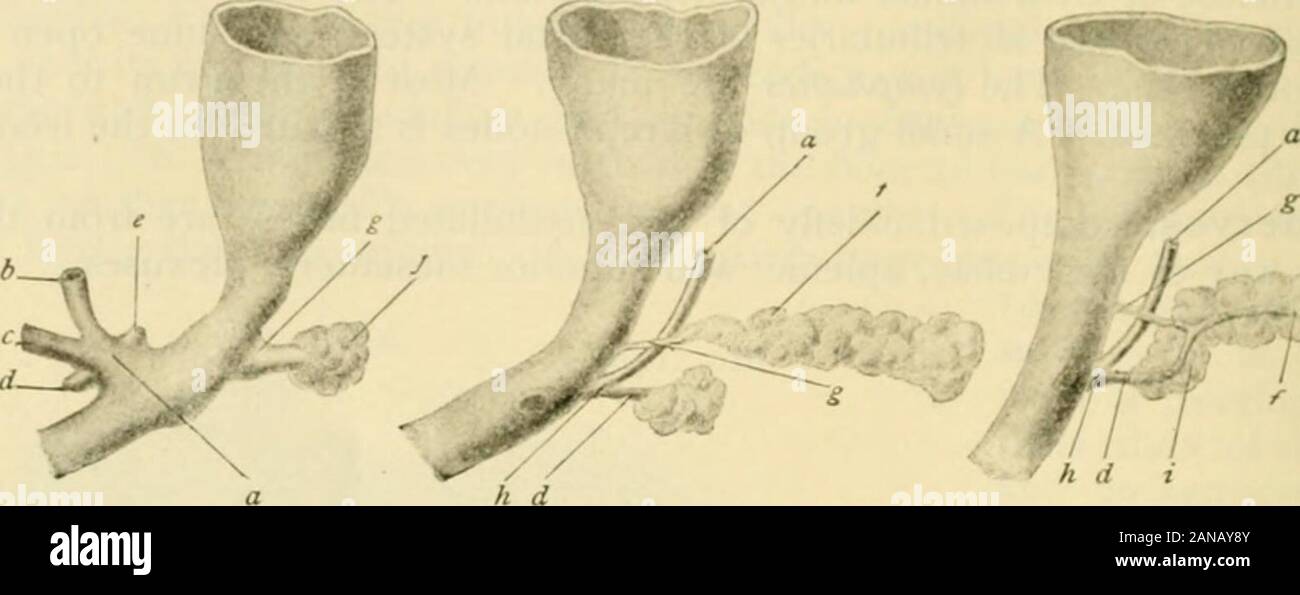 Human anatomy, including structure and development and practical