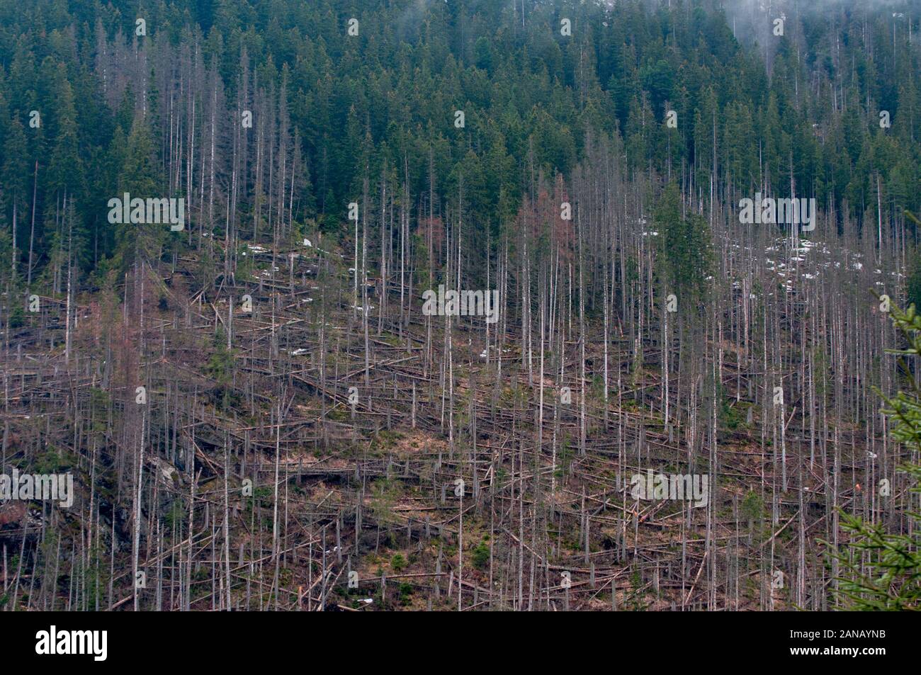 trees damaged by the hurricane in the forest Stock Photo