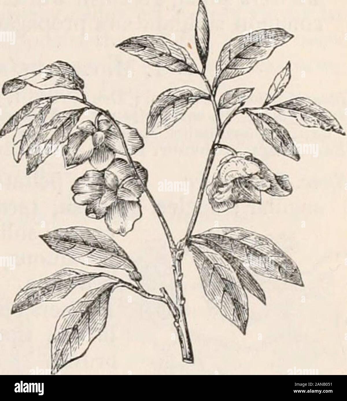 Trees and shrubs; an abridgment of the Arboretum et fruticetum britannicum: containing the hardy trees and shrubs of Britain, native and foreign, scientifically and popularly described; with their propagation, culture and uses and engravings of nearly all the species . eing very dark, and in others light, inclining to yellow. All parts oftlie tree have a rank, if not a fetid, smell :and the fruit is relished by few persons ex-cept the negroes, who call it papaw. Thefruit ripens in America in the beginning ofAugust, and is about 3 in. long and U in.thick, oval, irregular, and swelling into in-e Stock Photo
