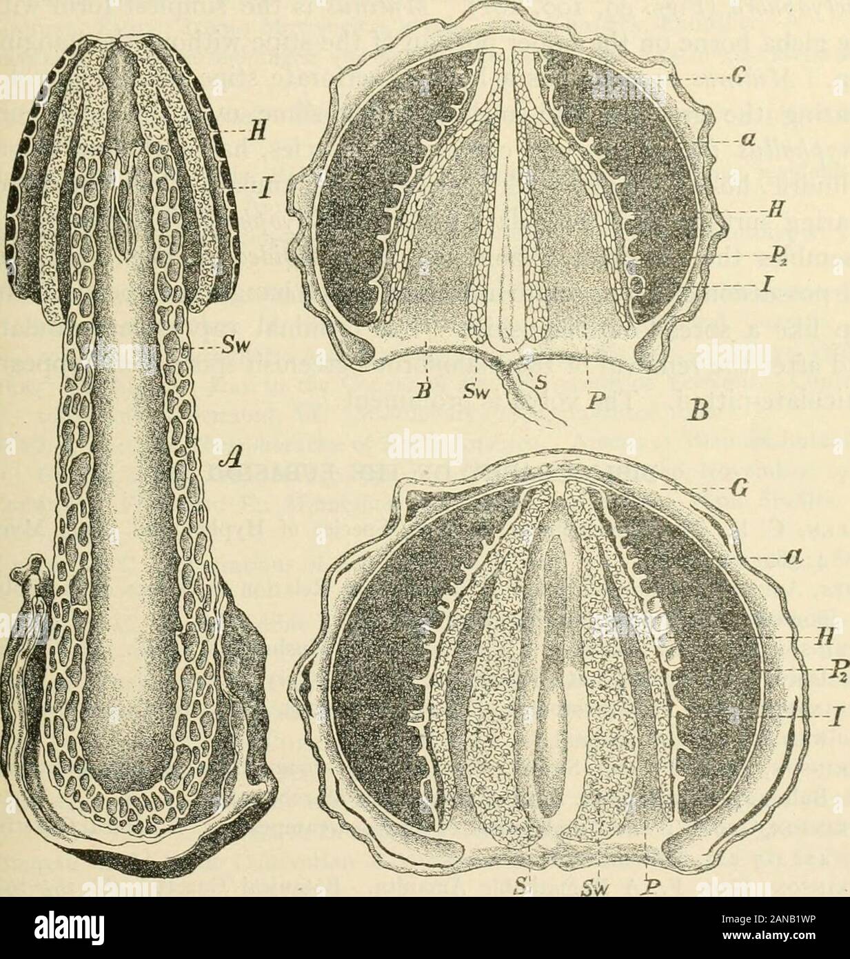 A text-book of mycology and plant pathology . Fig. 100.—Diclyophora phaUoidcii. Fully developed fruit-body with veil 2/3 naturalsize. {After Alf Moller in Die naliirlichen pjlanzenfamilien I. lA**, p. 294.) that three common forms were examined, viz., Ithyphallus impudicus,Diclyophora duplicata and the Phallus Ravenellii. Two families are distinguished: Clathrace^ and PHALLACEiEwhich may be distinguished as follows: MUSHROOMS AND TOADSTOOLS 251 Receptacle latticed or irregularly hrauched, sessile or stalked;gleba inclosed within the receptacle. Family i. Clathracf:^. Receptacle tubular or cyli Stock Photo