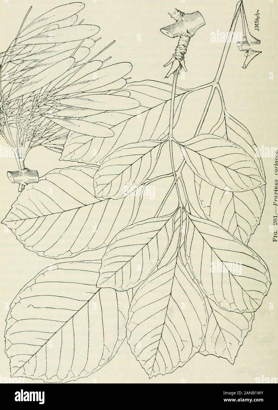 Forest trees of the Pacific slope . soft hairs (sometimes smooth). Occasional leaves have 3 leaflets, or aresimple and single bladed. Margins of the leaflets rather coarsely toothed, theteeth far apart. Twigs of a seasons growth are covered with fine, soft down.The flowers are as in F. i-elutiiia. but they appear a few weeks earlier, and usu-ally l)efore the leaves come out. but sometimes with them. Clusters of maturefruit (fig. 201) are narrow, 24 to 3 inches long, and the seeds few. Wood, notyet studied. The tree is of too rare occurrence in the Pacific region to be ofeconomic importance the Stock Photo