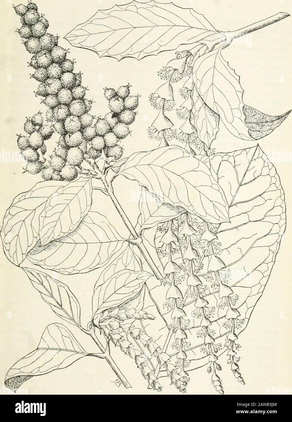 Forest trees of the Pacific slope . y-like, with a thin brittle case cfivering an acid, slightly bitter,purplish pulp, in which there are 1 or 2 seeds. Male clusters of flowers (fig.199) are from 3 to 5 inches long and fringe-like. Wood, not used conunerciallybecause of its rarity. It has not been studied fully, but is known to he hciivy,dense, and hard. As a shrub quinine bush assists, with manzanita and ceanothus brush, in maiu-taining a scanty but tenacious cover on dry, gravelly, and rocky mountain slopes.Nothing is known of its silvical characteristics as a tree in moist, rich soils. Long Stock Photo
