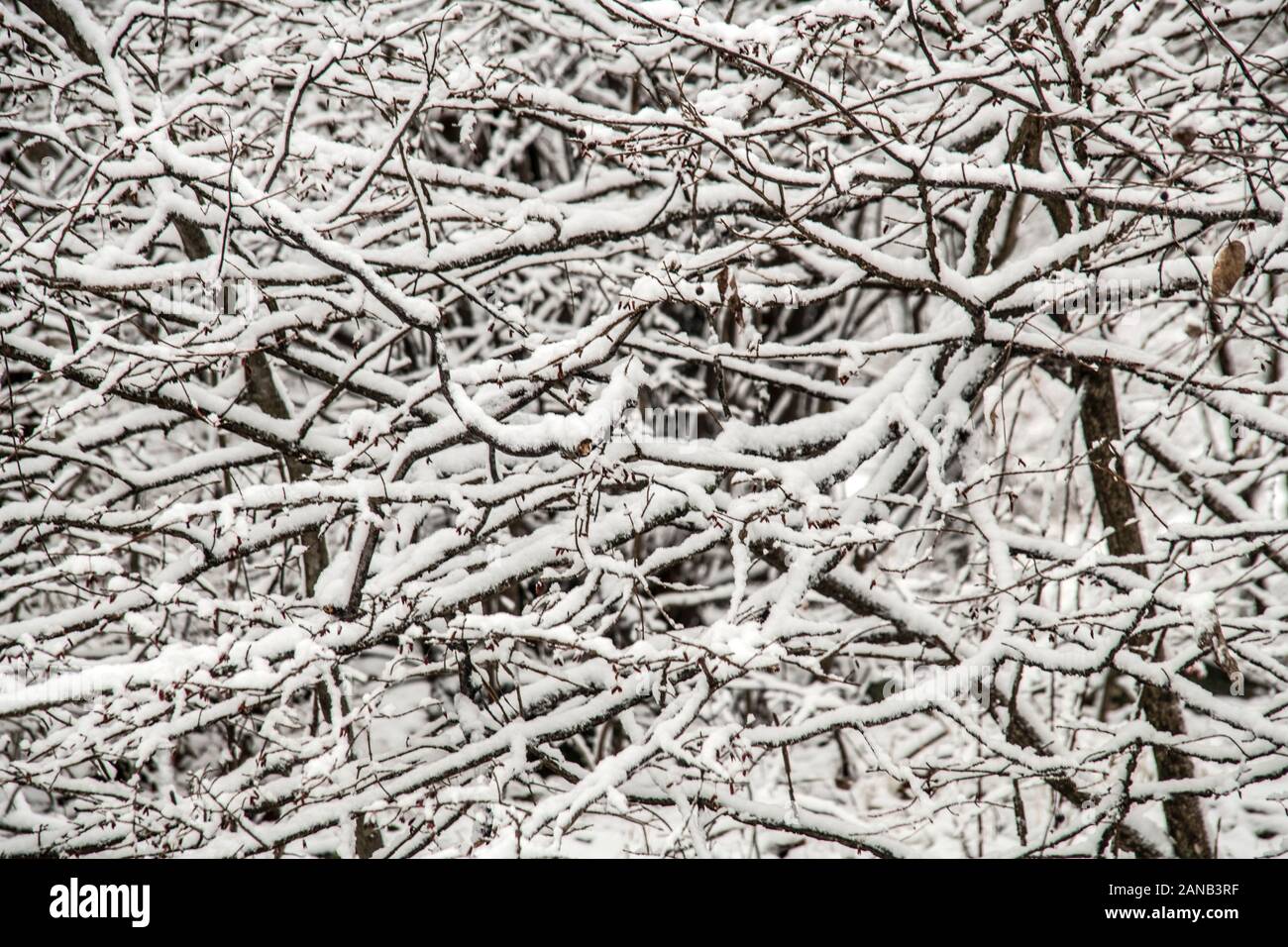Snowy woods Stock Photo