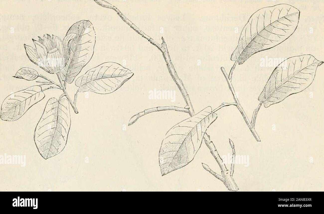 Trees and shrubs; an abridgment of the Arboretum et fruticetum britannicum: containing the hardy trees and shrubs of Britain, native and foreign, scientifically and popularly described; with their propagation, culture and uses and engravings of nearly all the species . ndian Physic, and long-leaved Cucumber Tree, Amer.; Magnolier auricule, Fr.; geohrter (eared) Bieberbaum, Ger.Engravings. Bot. Mag., 1206.; the plate in Arb. Brit., 1st edit. vol. v.; and out fig. 42. Spec. Char., ^c. Deciduous. Leaves smooth, under surface somewhatglaucous, spathulately obovate, cordate at the base, with blunt Stock Photo