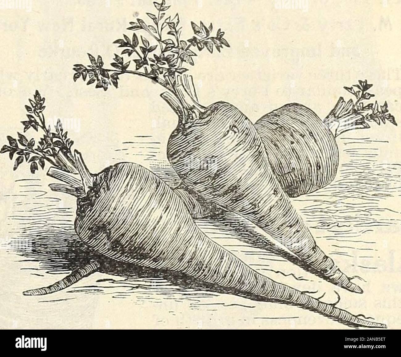 Seed annual 1906 . Turnip-Rooted or Hamburg Parsley. TURNIP=ROOTED, OR HAMBURG. The root is th«edible portion of this variety and resembles a small parsnipboth in color and shape. Flesh white, a little dry, and having a flavor similar to celeriac. Foliage same as PlairParslej^. Very hardy and should be cultivated like parsnip.Extensively grown and used for flavoring soups, etc-Pkt. 5c; Oz. 10c; 3 Oz. 15c; ^ Lb. 30c; Lb. 60c. Stock Photo