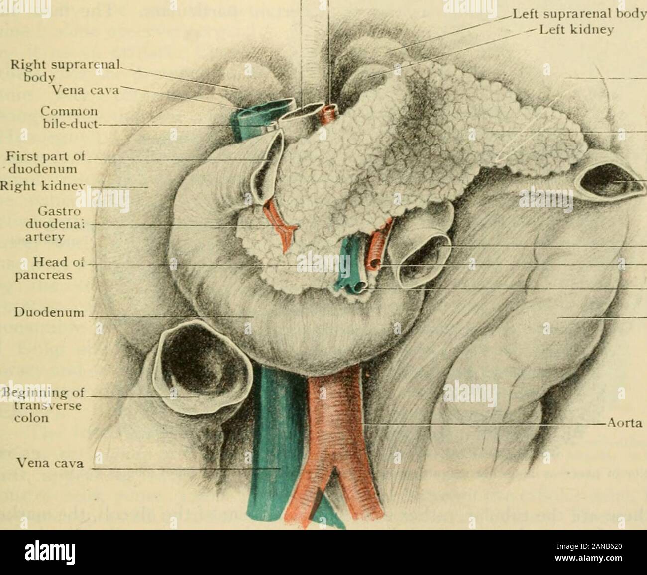 Human anatomy, including structure and development and practical ...
