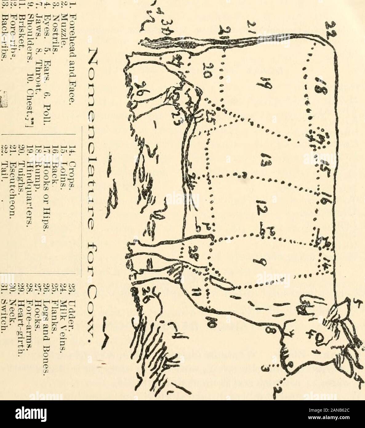 Lovelock's American standard of excellence for purebred cattle, sheep and swine, being a compilation of the 'scale of points' . 0) -Pfe tH o 0) -p NOMENCLATURE FOR COW. coi4H-ar-i&gt;*»-MN. 10 ABERnEEN-AKttlfS CAtTLTl. ABERDEEN-ANGUS CATTLE. standard of Excellence for Aberdeen-Anjj- is Cattle, as adopted by the Ameri-can Aberdeen-Angus Breeders Association, Thomas McFarhine, Secretary, Har-vey, Illinois. POINTS. SCALE OF POINTS FOR BULL. 1. Color, . 2. Head 3 Throat, 4. Neck, 5. Shoulders, 6. Chest, 7. Brisket, 8. Ribs, 9. Back, . 10. Hindquarters, 11. Tail, 12. Underline, . 13. Legs, 14. Fles Stock Photo