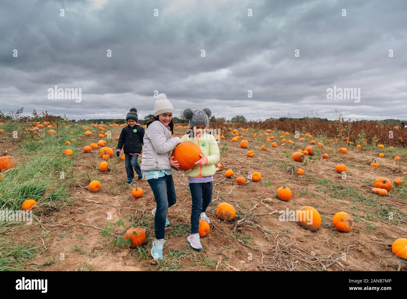 children carrying pumpkin in pumpkin patch Stock Photo - Alamy