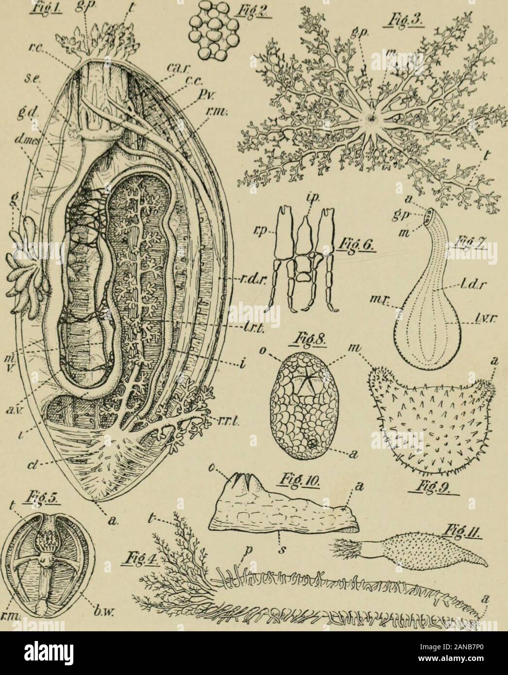 A treatise on zoology . »L ^f. Ym. IV. 1.—Cucumaria pentactes (Linn.),  opened along the right of the median dorsal line ; theright respiratory  tree has been cut short. 2.—Spicule ; 3.—Oral
