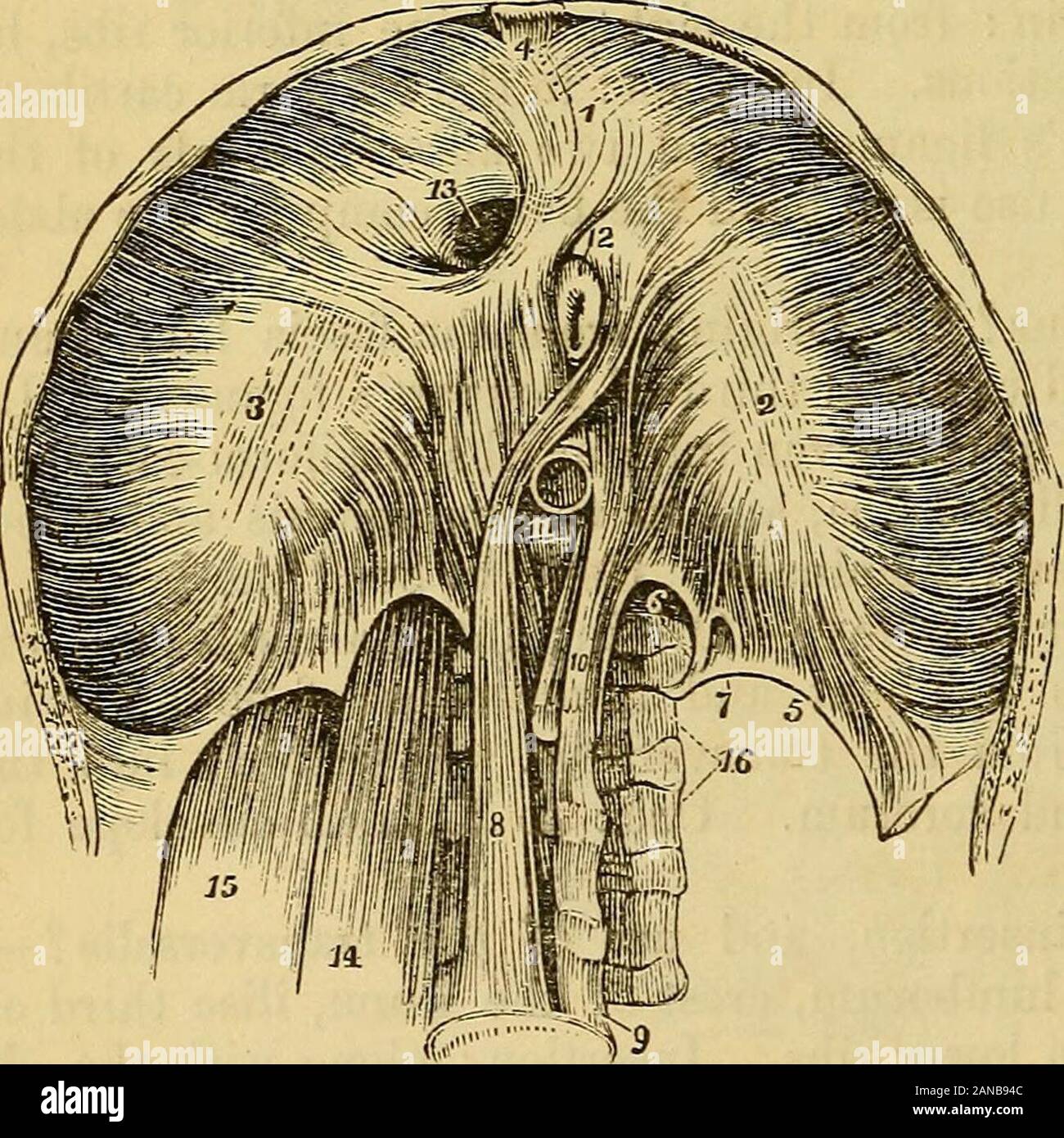 A manual of examinations : upon anatomy, physiology, surgery, practice of medicine, chemistry, obstetrics, materia medica, pharmacy and therapeutics, especially designed for students of medicine, to which is added a medical formulary . r surface of the xiphoid cartilage, internal surface of cartilages ofFig. 62. last true and all the false ribs, from external liga mentum arcuatum,^ andfrom the convex edge ofthe true ligament. In-sertion : cordiform ten-don. Of the lesser muscleof the diaphragm ? ° —?Origin: right crus, fromthe fore part of thebodies of the four firstlumbar vertebrae. In-sertio Stock Photo