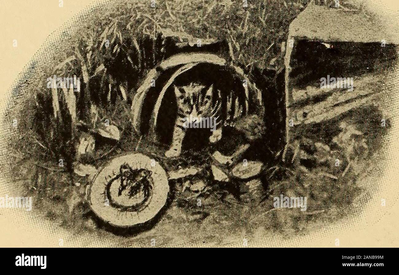 My Painted Tree And Other Poems Near And All Is Well Again Toot Toot Toot Tootp The Engine Cries Theyre Off For The New Depot Good Bye To The Train Of The Toyland