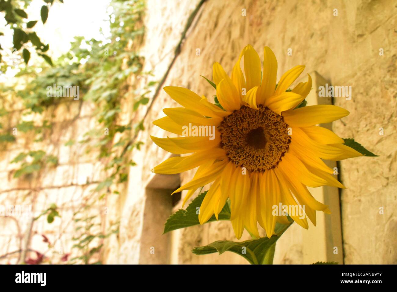 Sunflower outside of the Church of Jacob’s Well Nablus West Bank Stock